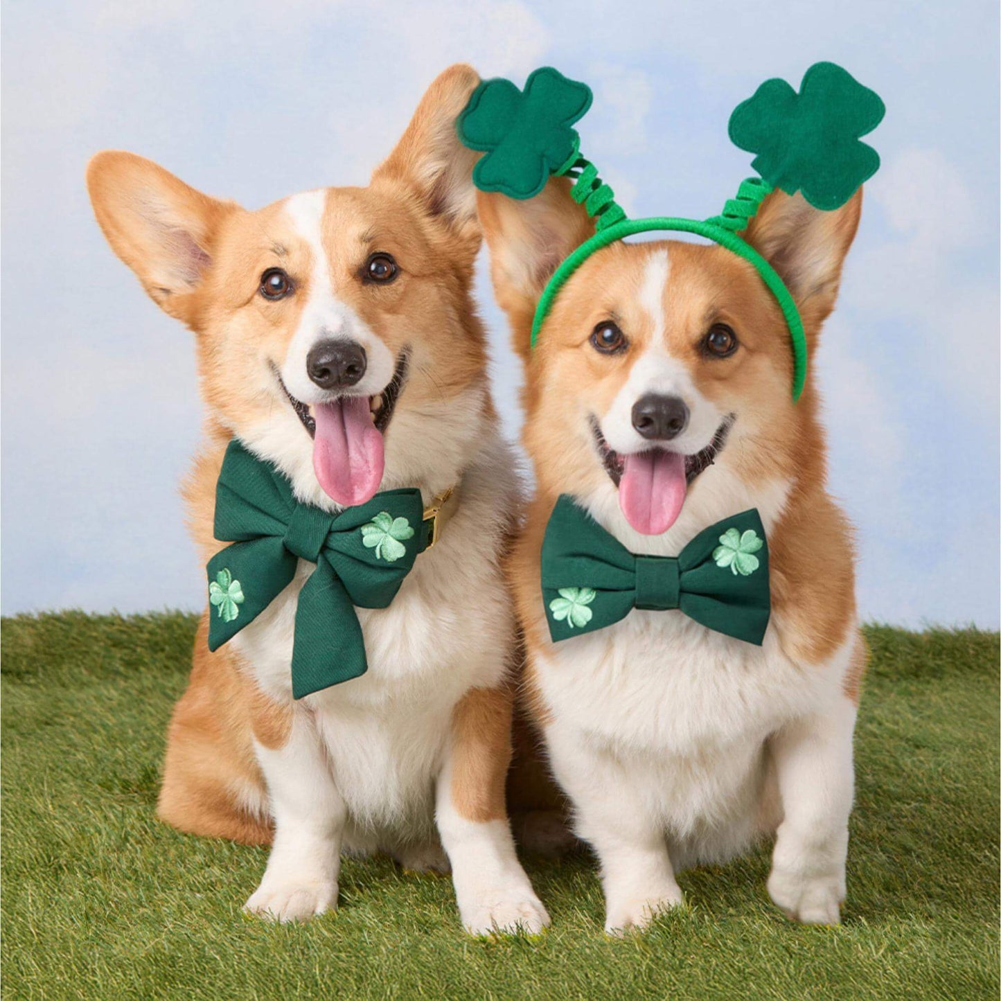 Clover Embroidered Lady Dog Bow