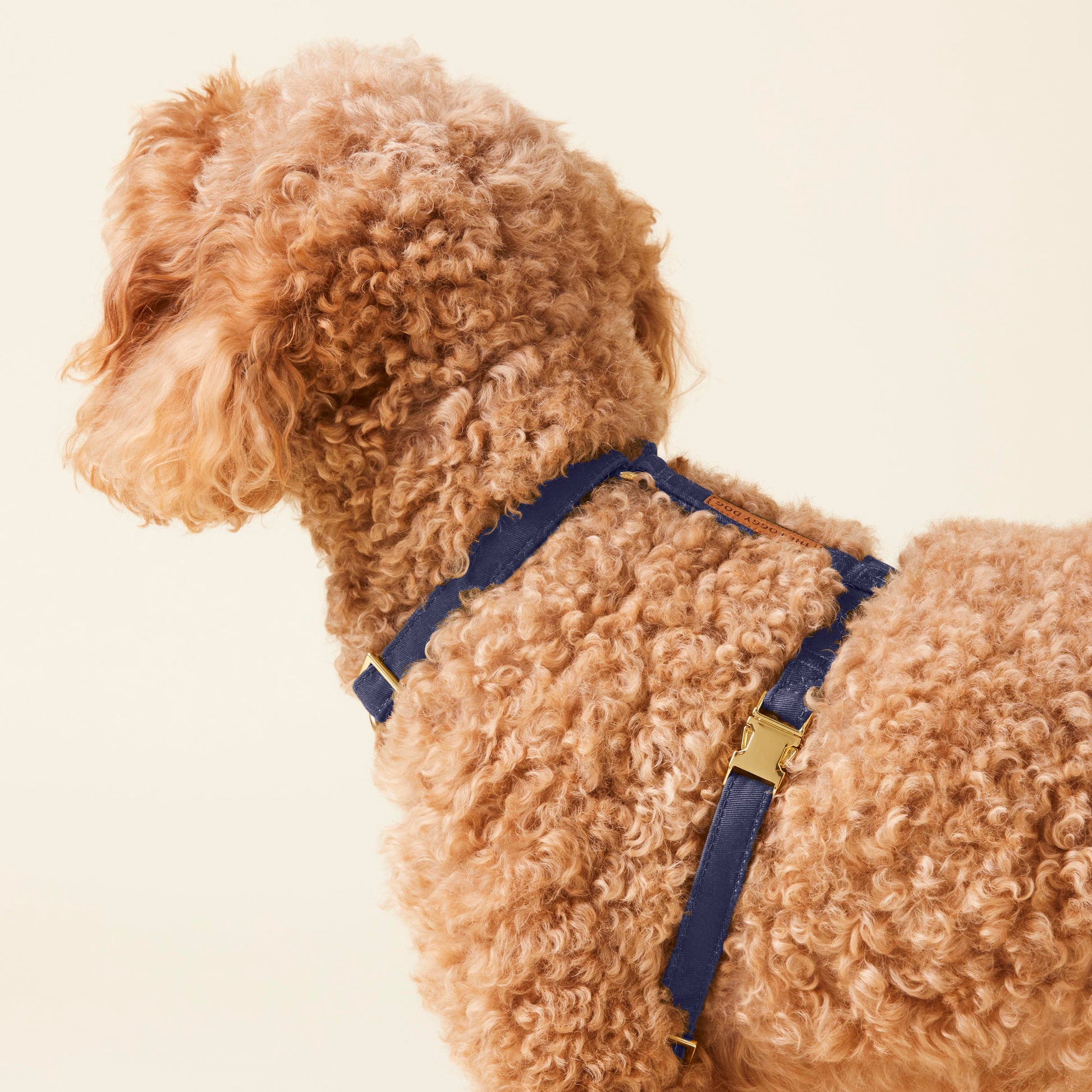 Ocean Dog Harness