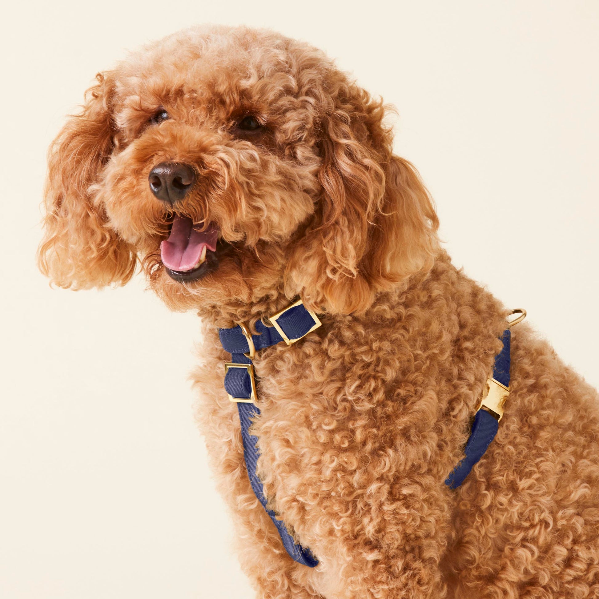 Ocean Dog Harness
