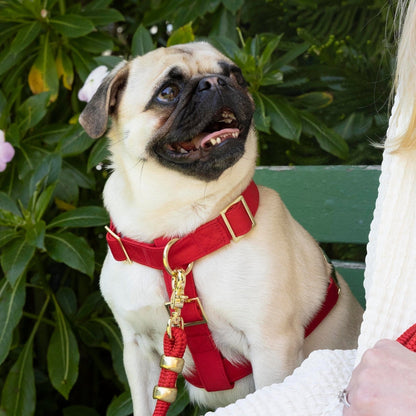 Ruby Dog Harness
