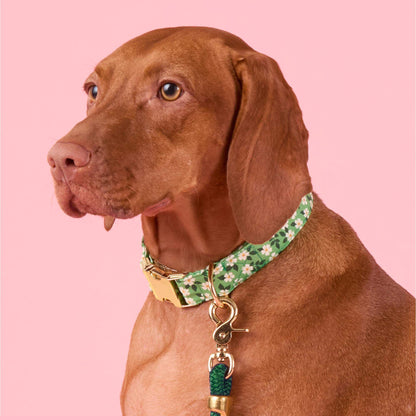 Dainty Daisies Collar Walk Set