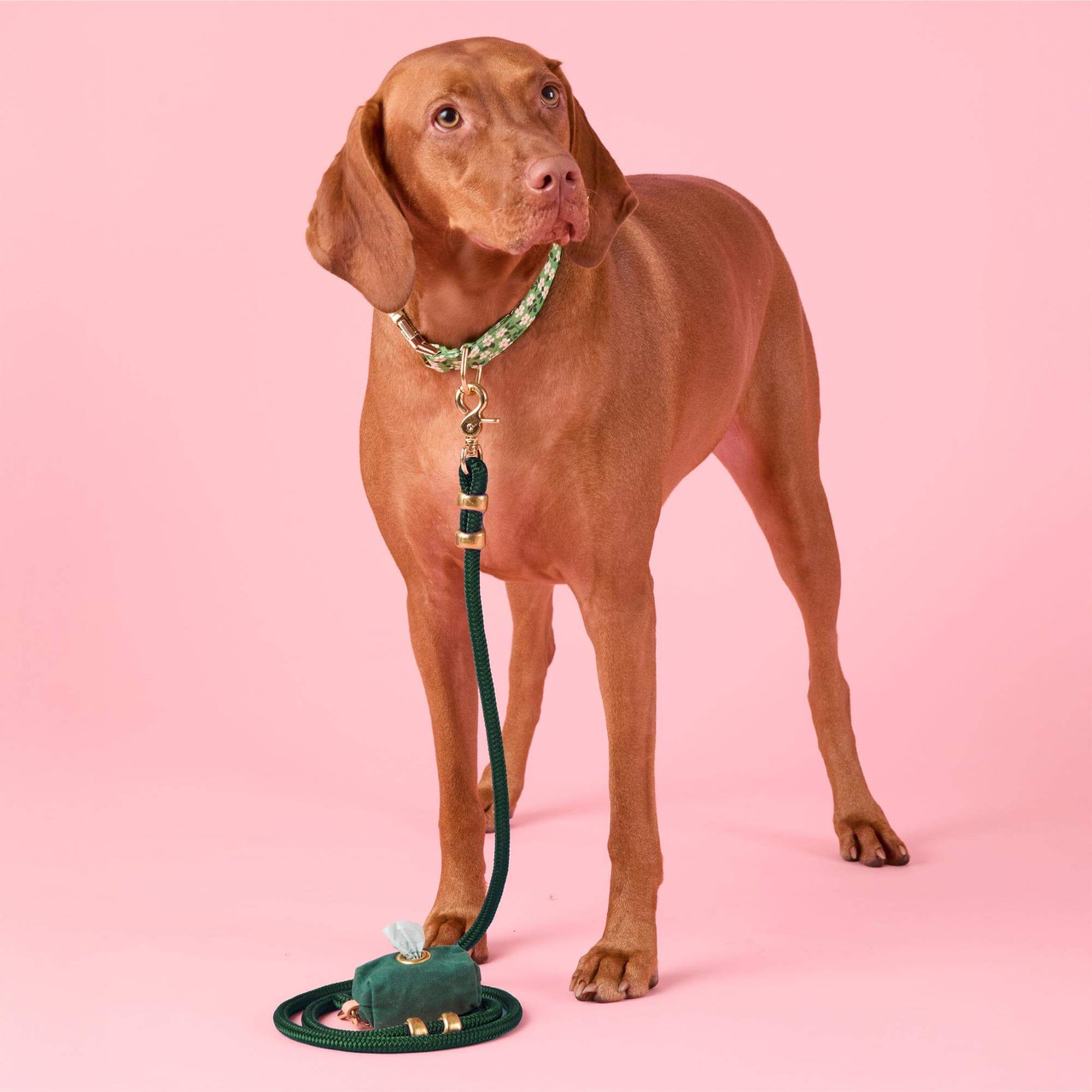 Dainty Daisies Collar Walk Set