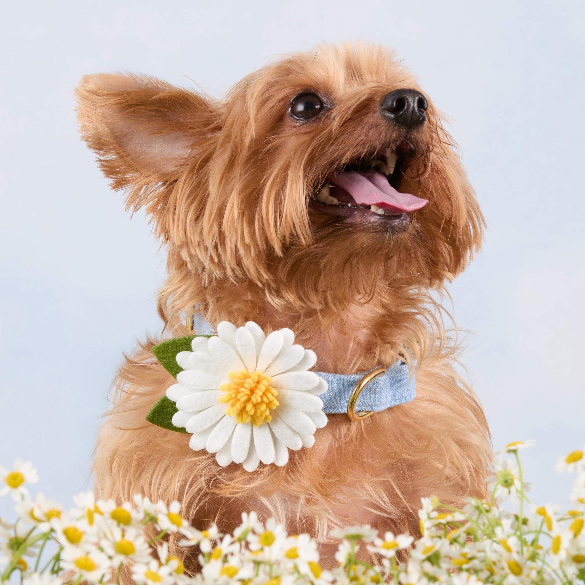 Daisy Dog Collar Flower Set