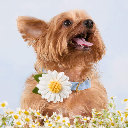 Daisy Dog Collar Flower Set