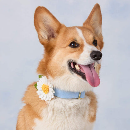 Daisy Dog Collar Flower Set