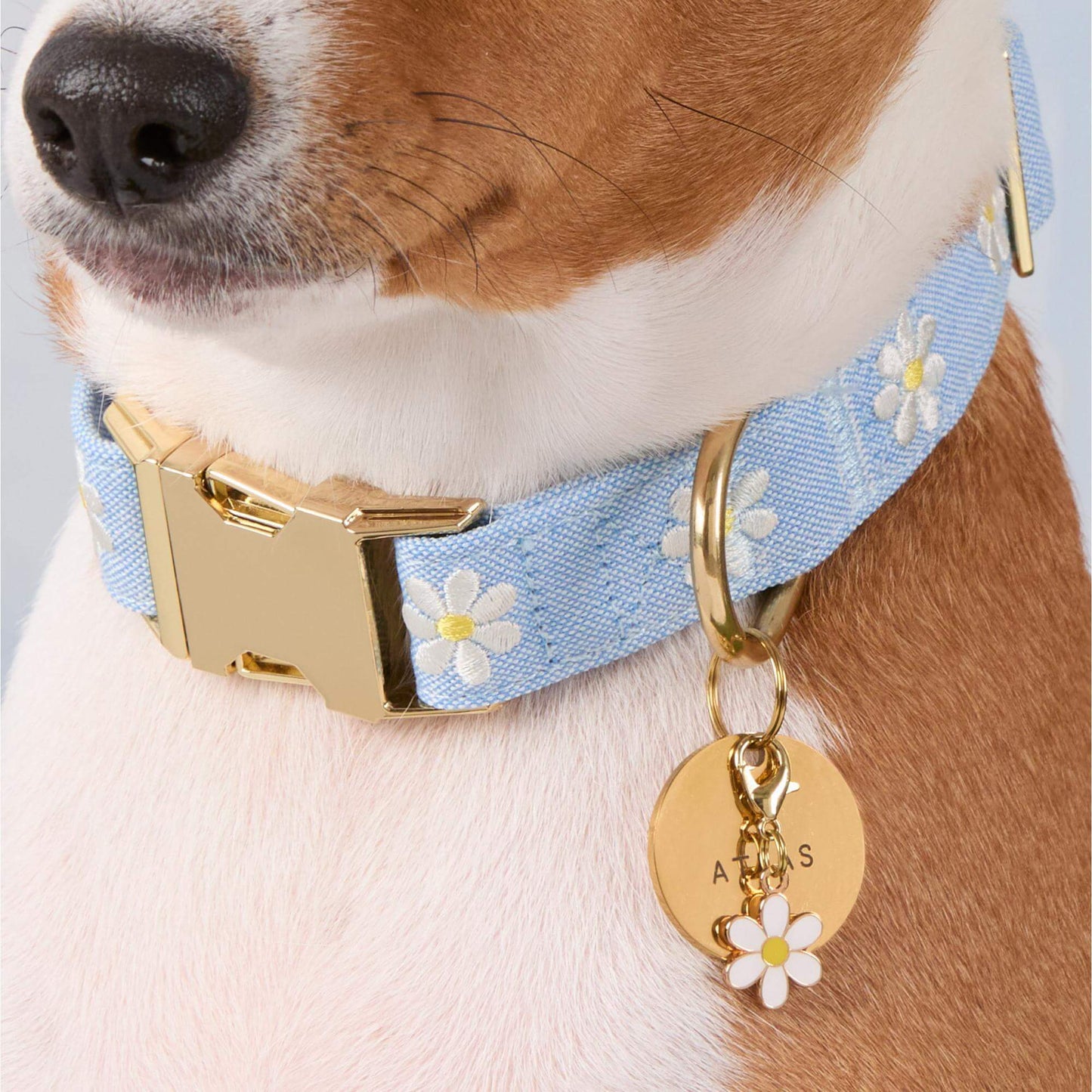Daisy Embroidered Dog Collar