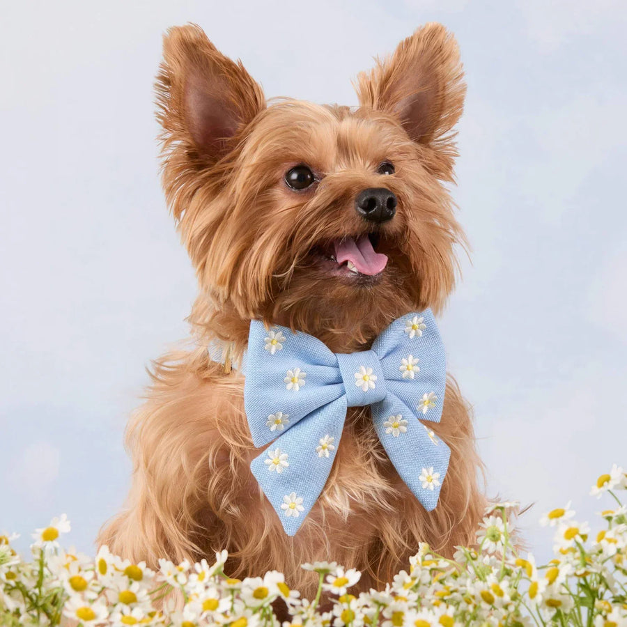 Collar + Bow Sets