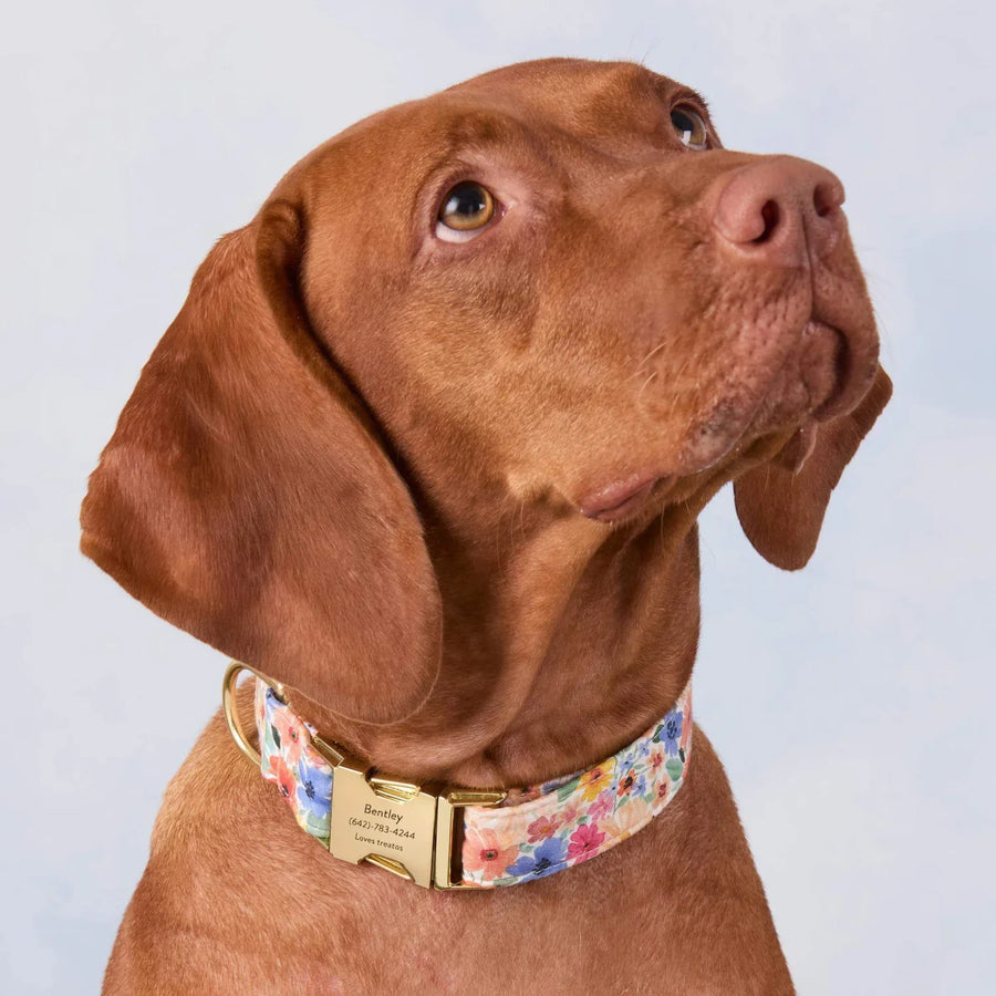 Collars
