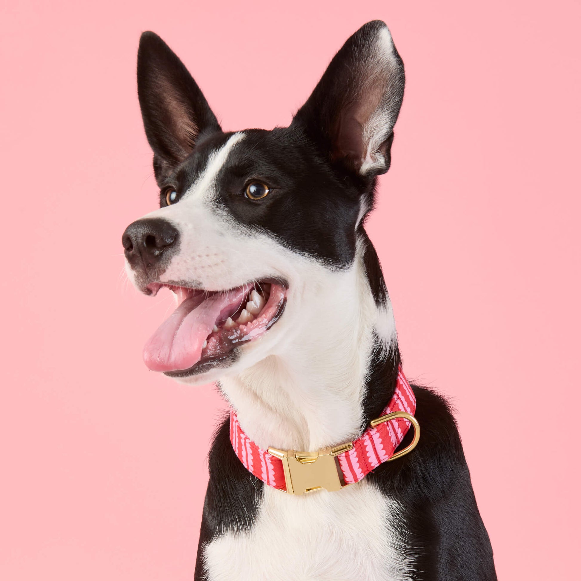 Scallop Stripe Dog Collar