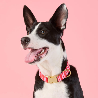 Scallop Stripe Dog Collar