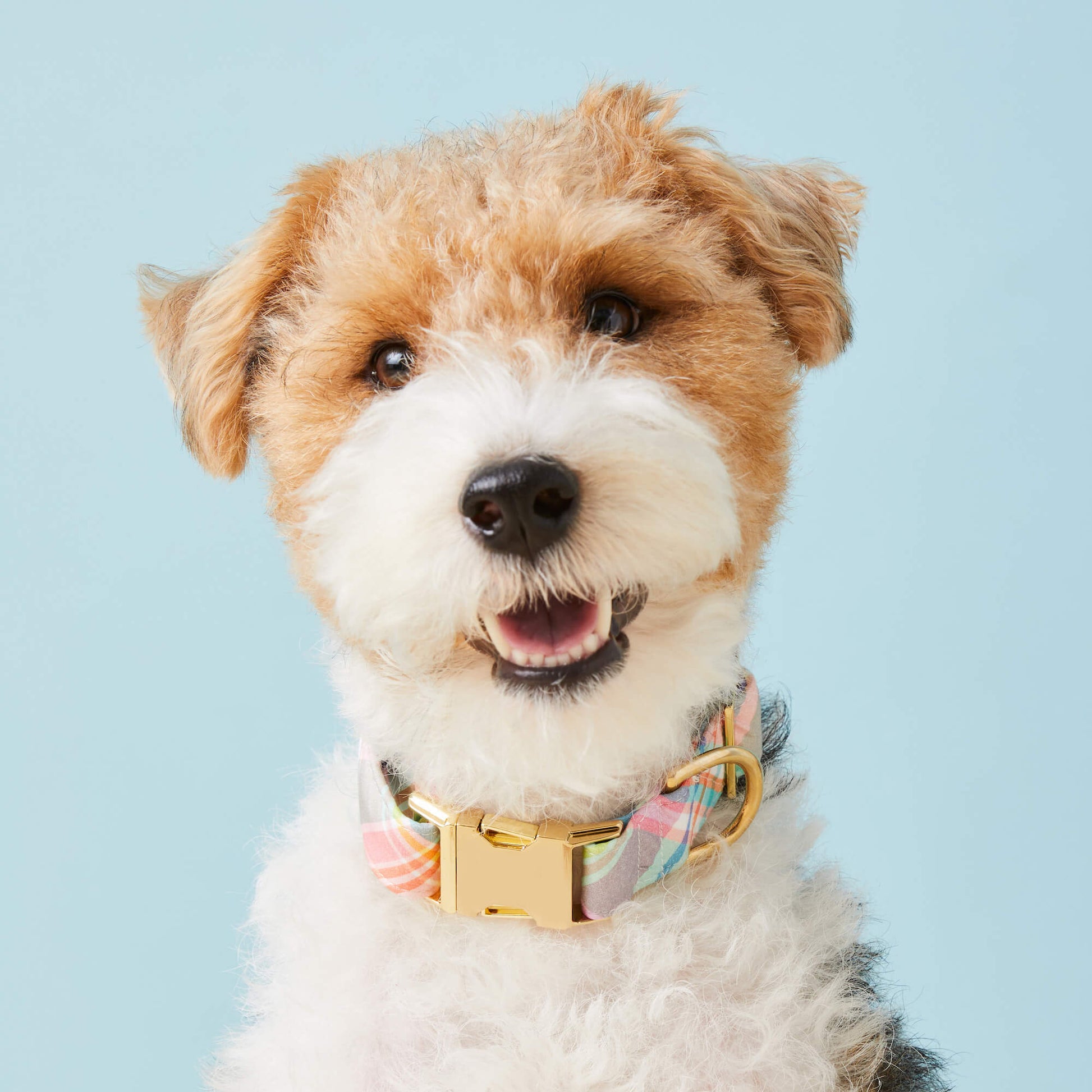 Blooming Plaid Collar Walk Set
