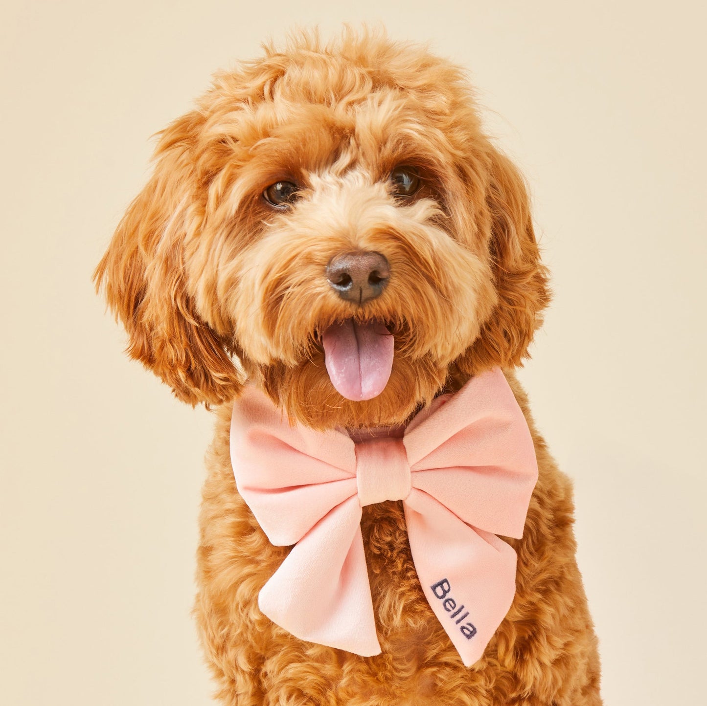 Blush Pink Velvet Lady Bow Collar