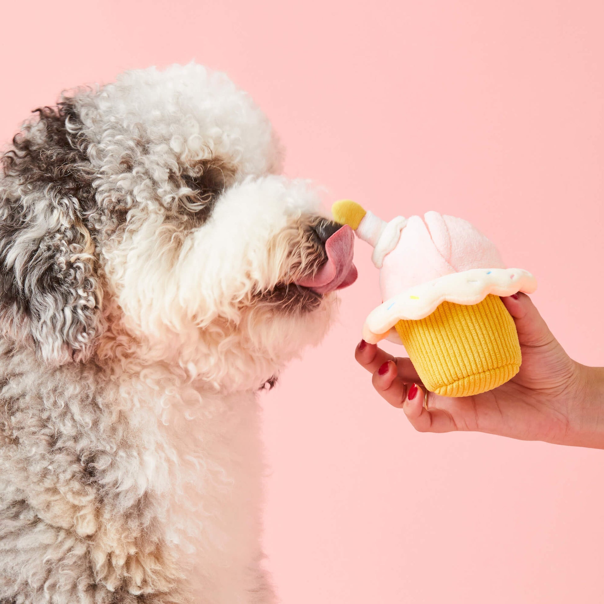Birthday Cupcake 2-in-1 Bounce Dog Toy