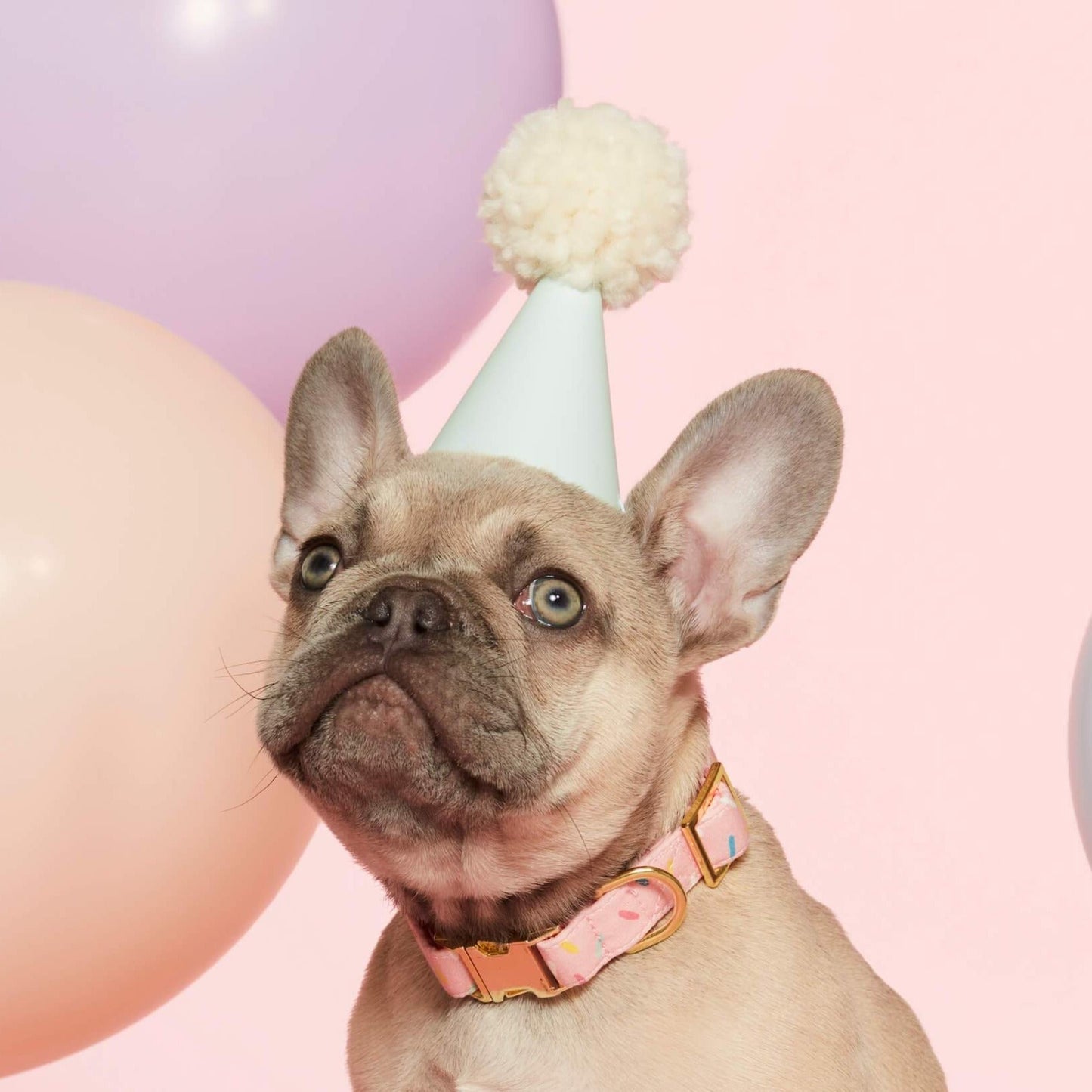 Sprinkles Dog Collar